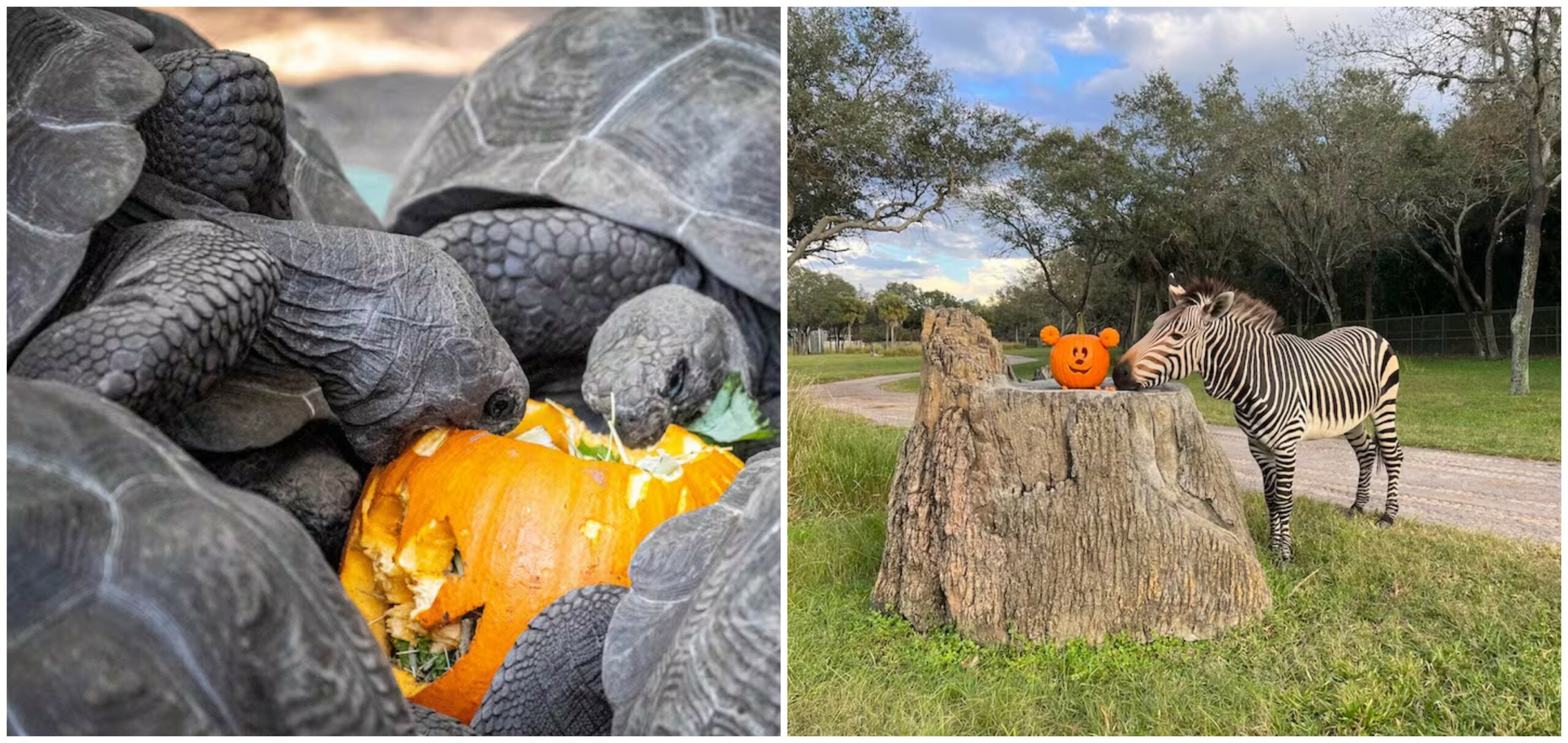 Animals and Caretakers Celebrate Pumpkin Day at Disney’s Animal Kingdom