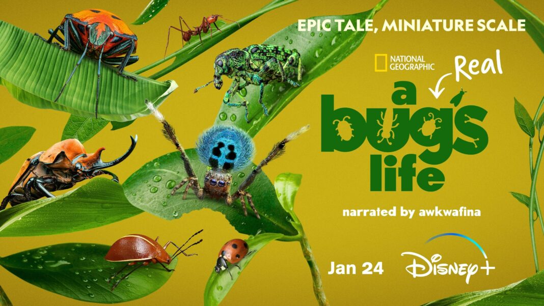 A Real Bug's Life inspired by Pixar's A Bug's Life Premiers on Disney + in January