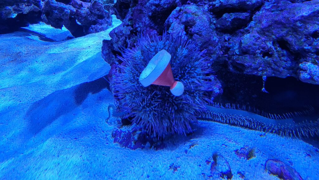 Odd Stuff at Disney World That Put a Smile on Our Face: Sea Urchins Wearing Holiday Hats