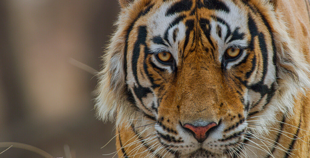 Disneynature Continues Its Long Tradition of Nature Documentaries with 'Tiger' Releasing on Earth Day 2024