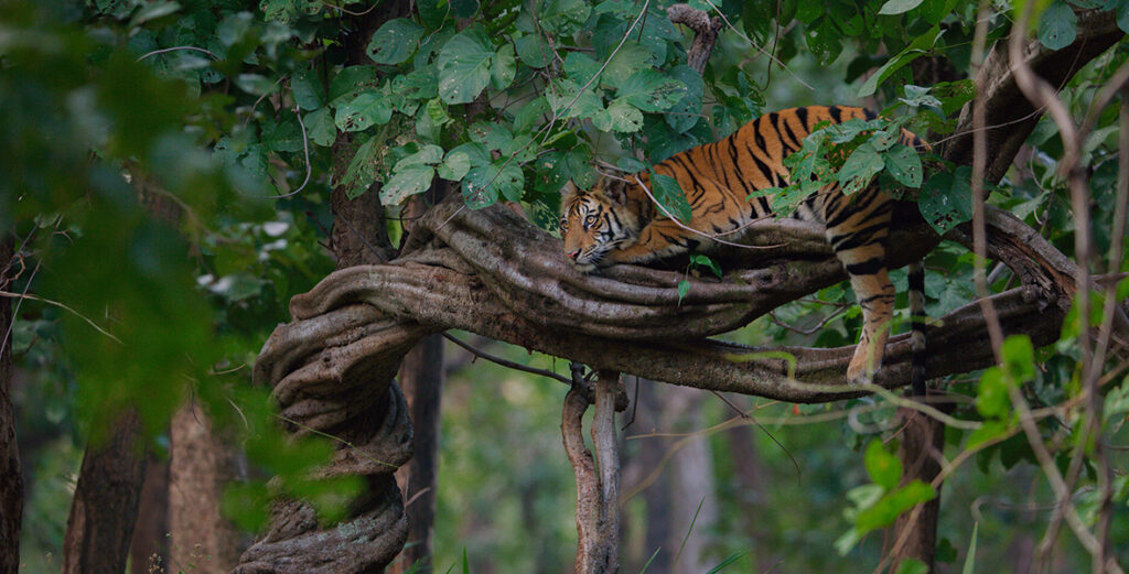 Disneynature Continues Its Long Tradition of Nature Documentaries with 'Tiger' Releasing on Earth Day 2024