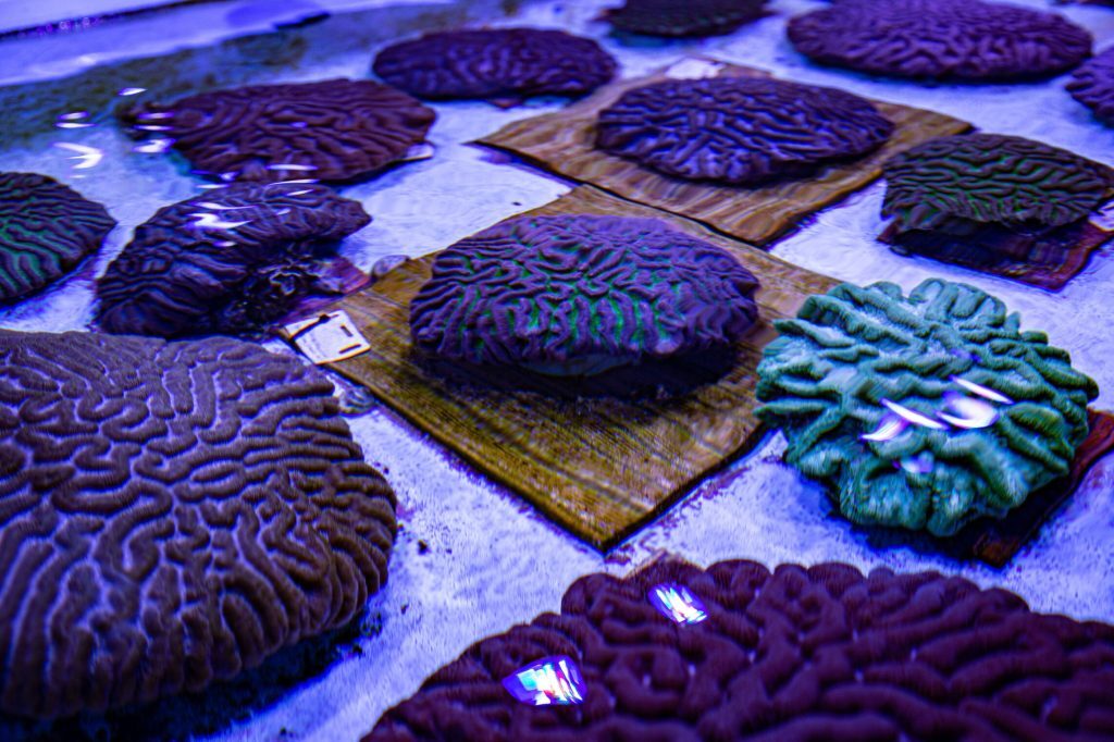 Rescuing Coral Reefs Just Miles from Walt Disney World Resorts