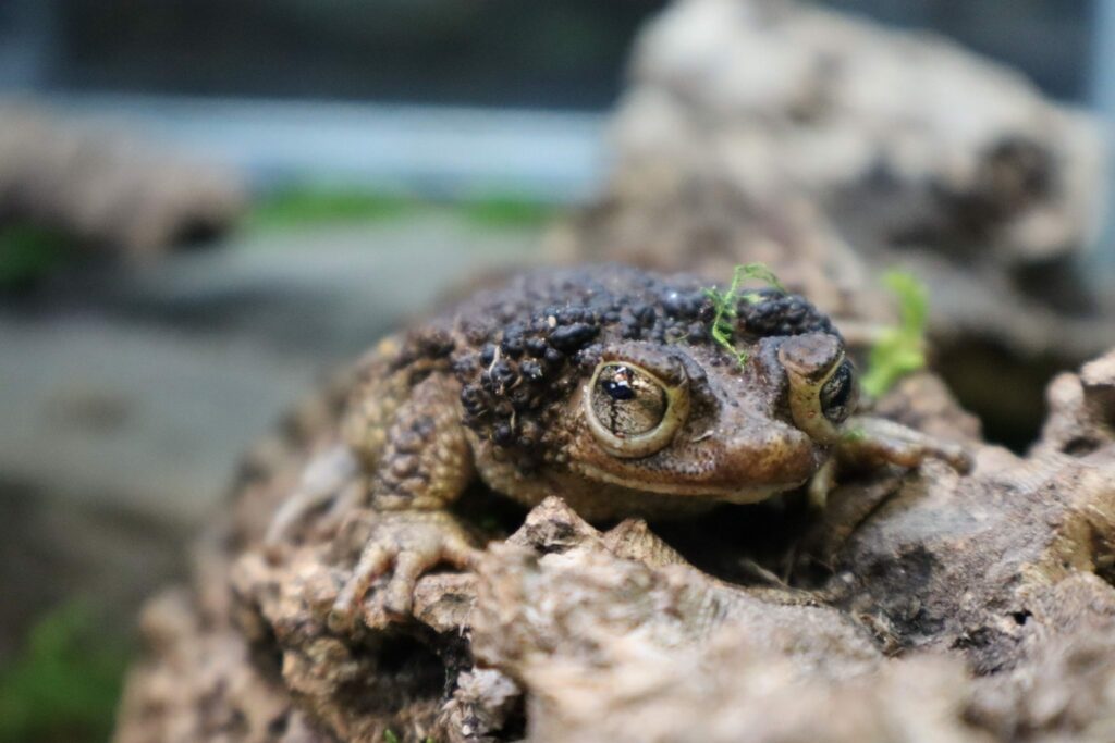 World Frog Day 2024 Celebrated at Disney World - Saving a Rare Toad