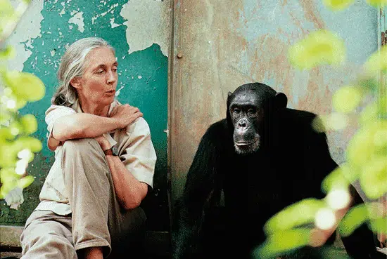 Celebrating Environmental Icon Dr. Jane Goodall's 90th